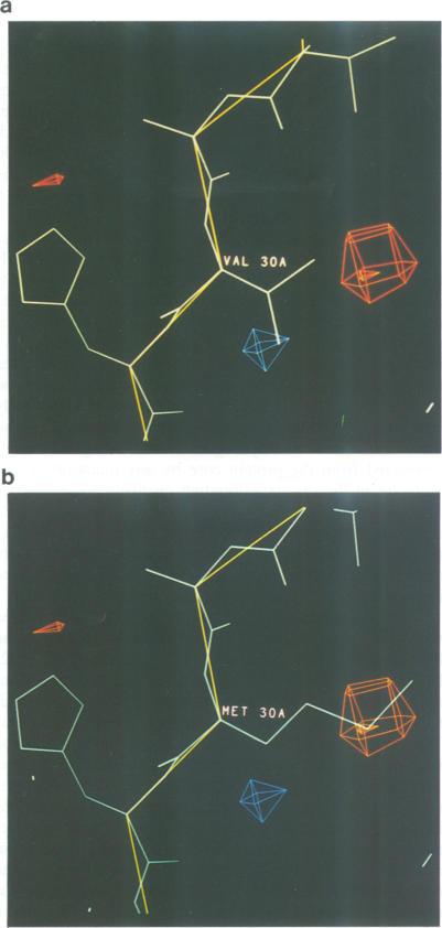 https://cdn.ncbi.nlm.nih.gov/pmc/blobs/a66d/413260/338cc273a351/emboj00074-0358-b.jpg