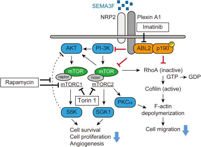 https://cdn.ncbi.nlm.nih.gov/pmc/blobs/a66f/6265511/1e592af8af6d/fphys-09-01662-g001.jpg