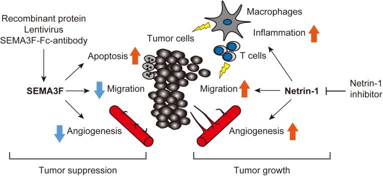 https://cdn.ncbi.nlm.nih.gov/pmc/blobs/a66f/6265511/caf4c596c9ee/fphys-09-01662-g003.jpg