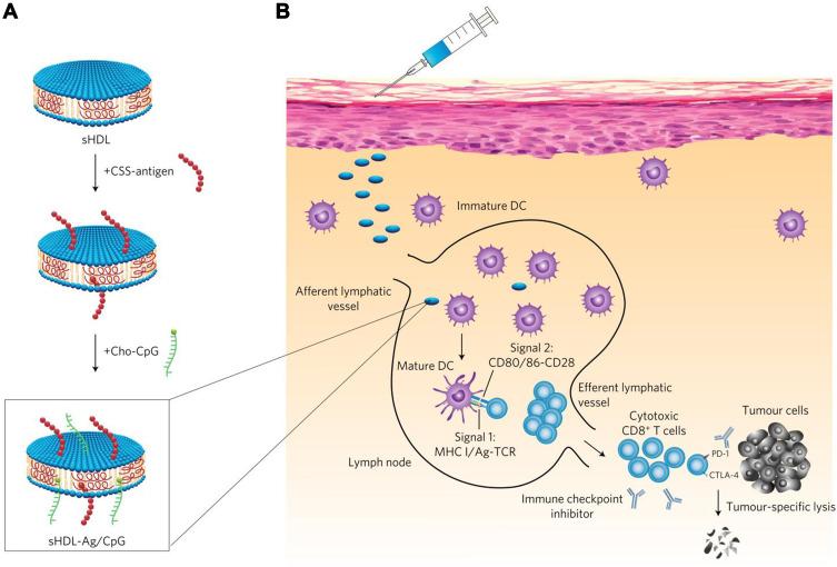 https://cdn.ncbi.nlm.nih.gov/pmc/blobs/a66f/8352601/4f6dd8a4261e/IJN-16-5281-g0005.jpg
