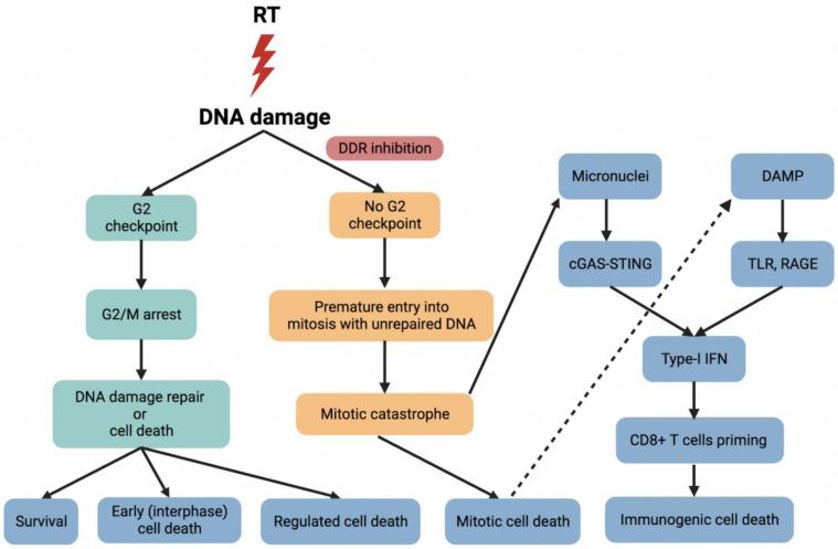https://cdn.ncbi.nlm.nih.gov/pmc/blobs/a66f/9561988/32aabc026648/cancers-14-04874-g002.jpg