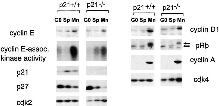 https://cdn.ncbi.nlm.nih.gov/pmc/blobs/a670/2156121/655aeb9d4d34/JCB9905020.f8.jpg