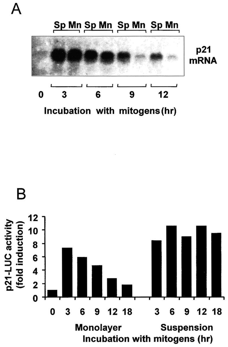 https://cdn.ncbi.nlm.nih.gov/pmc/blobs/a670/2156121/7bc4e54494ff/JCB9905020.f6.jpg