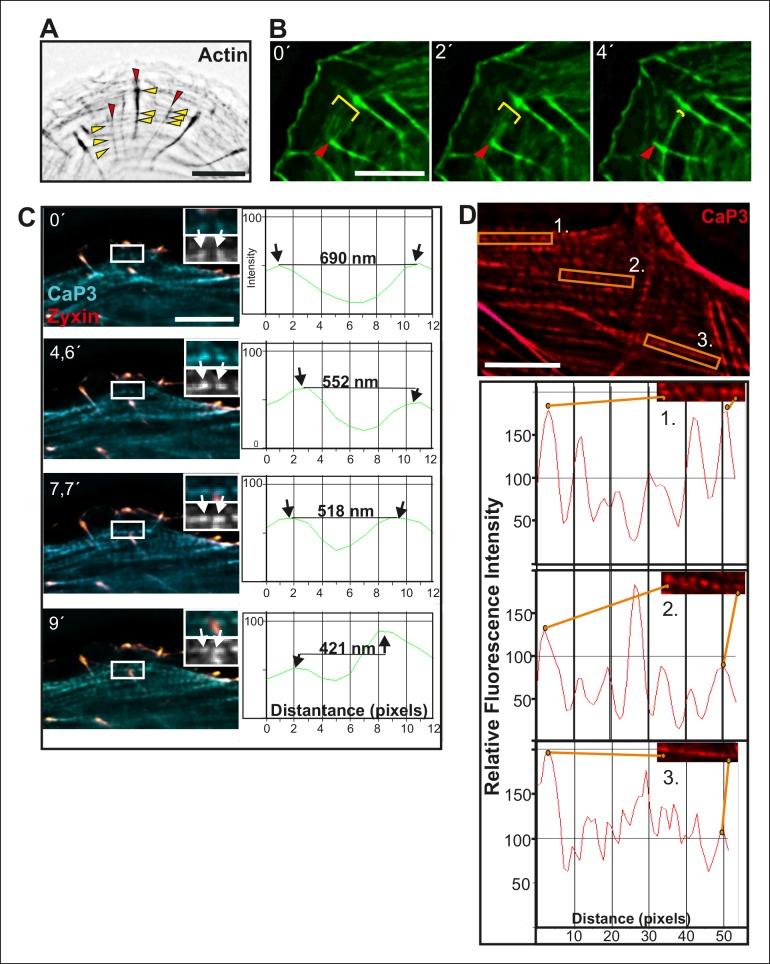 https://cdn.ncbi.nlm.nih.gov/pmc/blobs/a670/4714978/9b43260db4fd/elife-06126-fig1-figsupp1.jpg