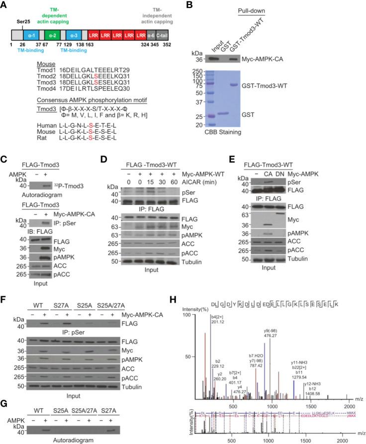 https://cdn.ncbi.nlm.nih.gov/pmc/blobs/a670/8095187/2aedaa8caa0b/fendo-12-653557-g003.jpg