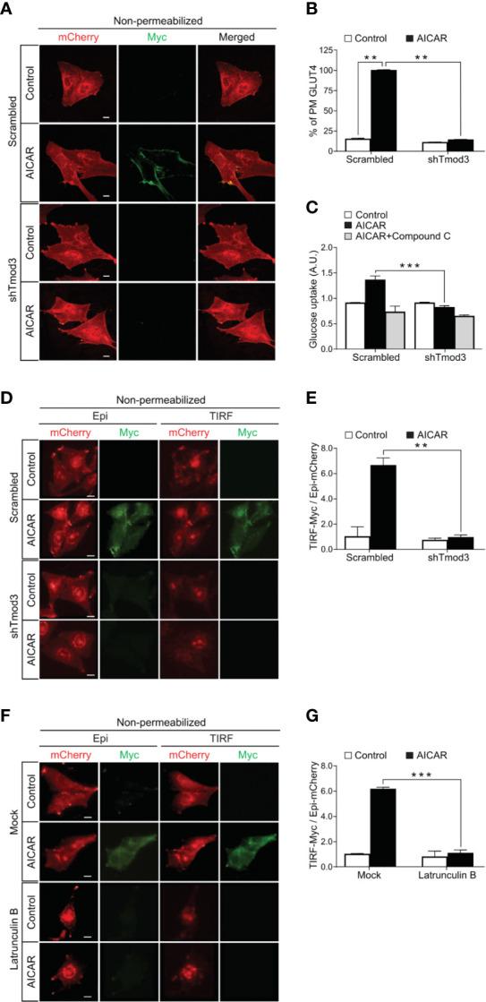 https://cdn.ncbi.nlm.nih.gov/pmc/blobs/a670/8095187/3ed851c90ec2/fendo-12-653557-g002.jpg
