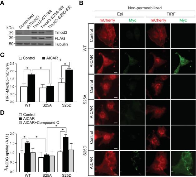 https://cdn.ncbi.nlm.nih.gov/pmc/blobs/a670/8095187/b7e87e038f91/fendo-12-653557-g004.jpg