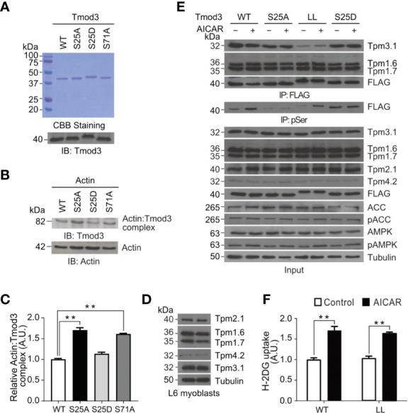 https://cdn.ncbi.nlm.nih.gov/pmc/blobs/a670/8095187/d19bc421f070/fendo-12-653557-g006.jpg