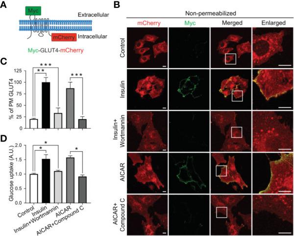 https://cdn.ncbi.nlm.nih.gov/pmc/blobs/a670/8095187/e3e4449a3432/fendo-12-653557-g001.jpg