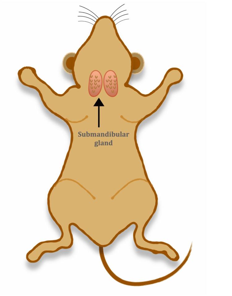 https://cdn.ncbi.nlm.nih.gov/pmc/blobs/a675/12040290/7c1f5727d583/cureus-0017-00000081465-i01.jpg