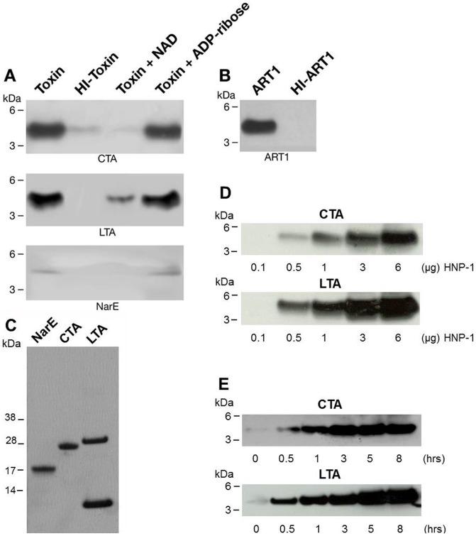 https://cdn.ncbi.nlm.nih.gov/pmc/blobs/a675/3413682/1ff11776bd0d/pone.0041417.g001.jpg