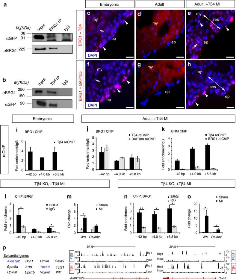 https://cdn.ncbi.nlm.nih.gov/pmc/blobs/a67b/5527284/14d1b9f09d62/ncomms16034-f4.jpg