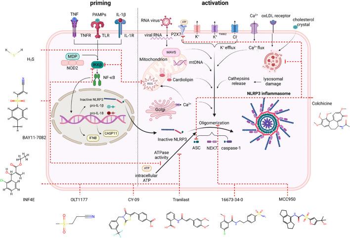 https://cdn.ncbi.nlm.nih.gov/pmc/blobs/a67e/11896874/2b9b31a88581/fimmu-16-1550226-g002.jpg