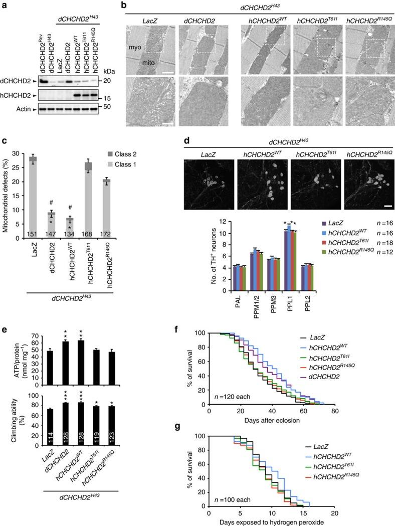 https://cdn.ncbi.nlm.nih.gov/pmc/blobs/a67f/5467237/719e2d7ded8f/ncomms15500-f6.jpg