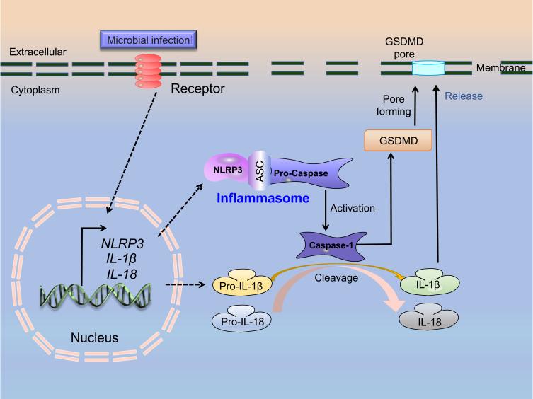 https://cdn.ncbi.nlm.nih.gov/pmc/blobs/a67f/9575467/8dc64097d8c8/JIR-15-5857-g0001.jpg