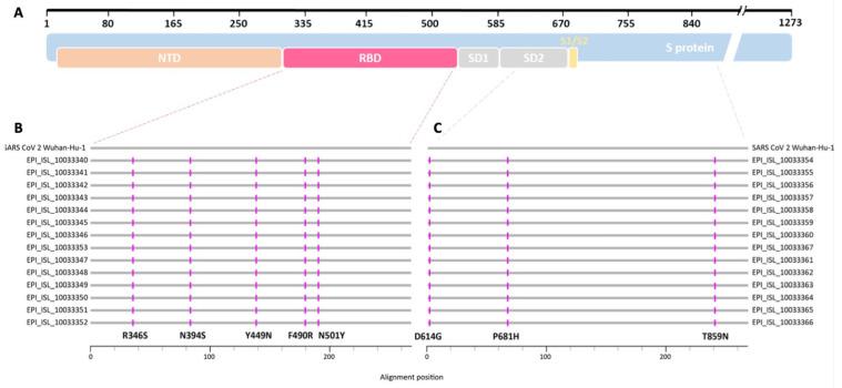 https://cdn.ncbi.nlm.nih.gov/pmc/blobs/a680/12030855/c8b0dcc7ab61/viruses-17-00477-g001.jpg