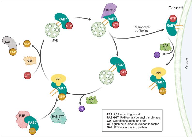 https://cdn.ncbi.nlm.nih.gov/pmc/blobs/a687/10470000/530b9777e6ab/fpls-14-1240973-g001.jpg
