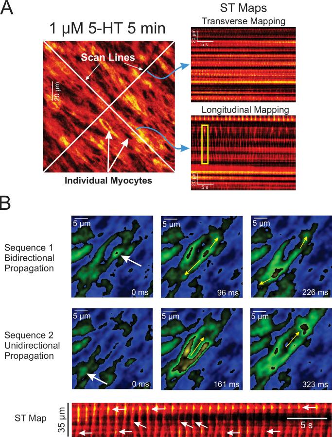 https://cdn.ncbi.nlm.nih.gov/pmc/blobs/a689/10499037/5d8d9c5d864b/JGP_202213217_Fig4.jpg