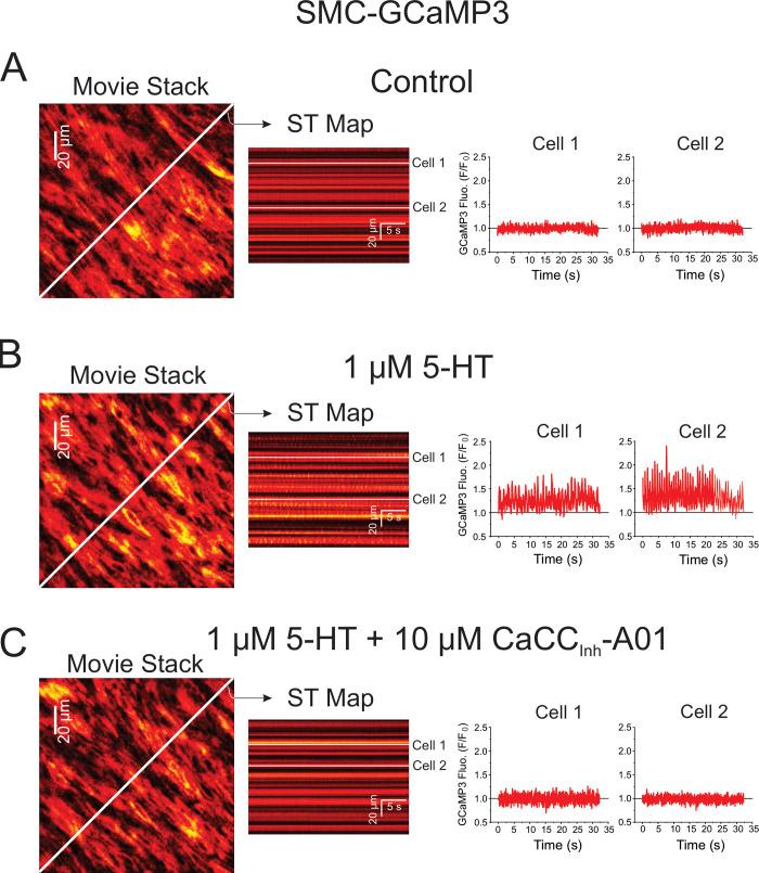 https://cdn.ncbi.nlm.nih.gov/pmc/blobs/a689/10499037/61469dfdc4ed/JGP_202213217_Fig3.jpg
