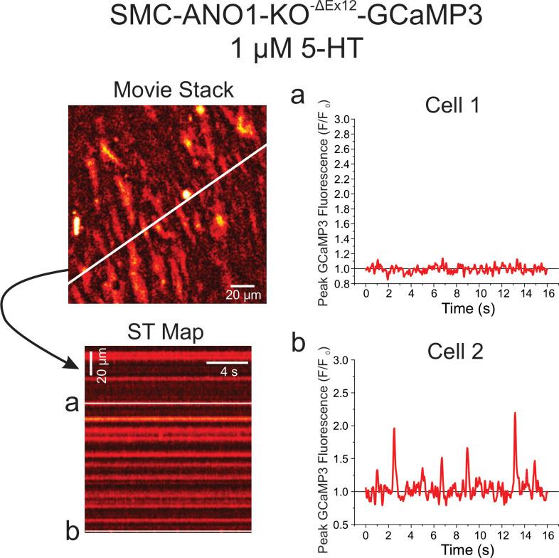 https://cdn.ncbi.nlm.nih.gov/pmc/blobs/a689/10499037/841c1791e7a5/JGP_202213217_Fig5.jpg