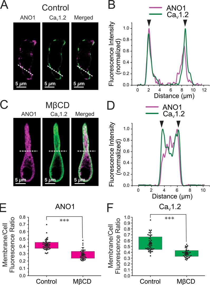 https://cdn.ncbi.nlm.nih.gov/pmc/blobs/a689/10499037/ac316a5b9df3/JGP_202213217_Fig10.jpg