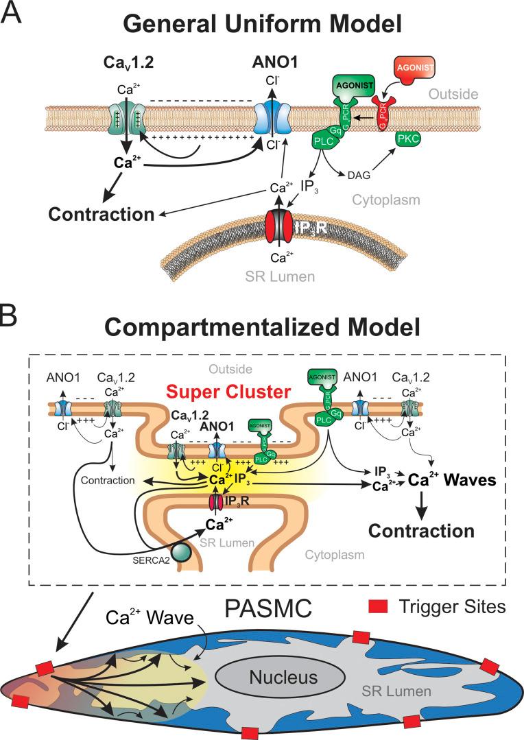 https://cdn.ncbi.nlm.nih.gov/pmc/blobs/a689/10499037/b1056e61cd33/JGP_202213217_Fig12.jpg