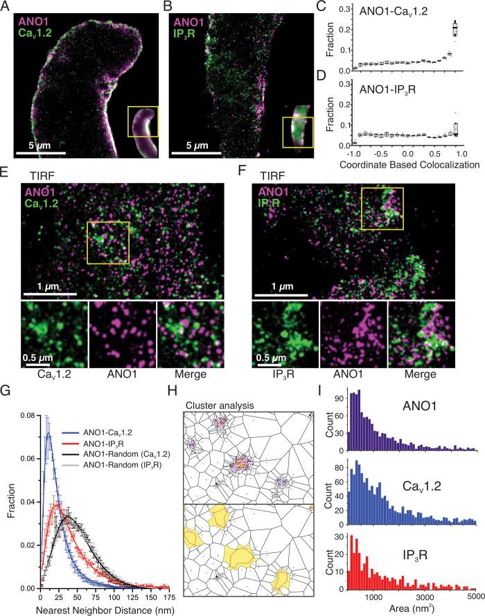 https://cdn.ncbi.nlm.nih.gov/pmc/blobs/a689/10499037/f2aef78bfdb5/JGP_202213217_Fig9.jpg