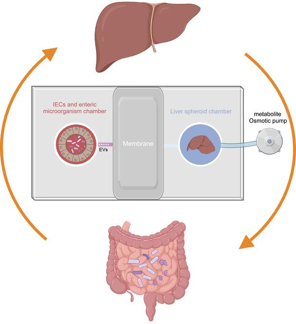 https://cdn.ncbi.nlm.nih.gov/pmc/blobs/a689/11577303/1d0dbce5e6a7/MCO2-5-e70012-g001.jpg