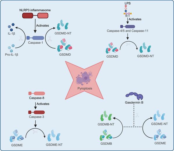 https://cdn.ncbi.nlm.nih.gov/pmc/blobs/a689/11577303/8ecdc8b1705d/MCO2-5-e70012-g005.jpg