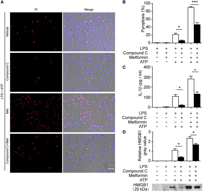 https://cdn.ncbi.nlm.nih.gov/pmc/blobs/a68a/5149551/912efc97779b/fimmu-07-00597-g007.jpg