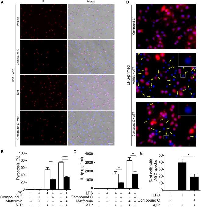 https://cdn.ncbi.nlm.nih.gov/pmc/blobs/a68a/5149551/9d820f7c24de/fimmu-07-00597-g006.jpg