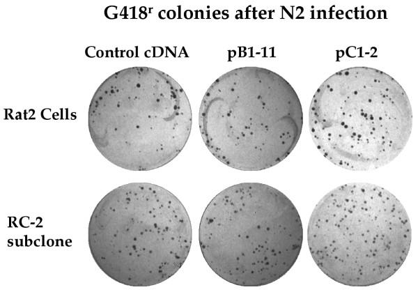 https://cdn.ncbi.nlm.nih.gov/pmc/blobs/a695/524375/1fdd5152fcde/1742-4690-1-30-4.jpg