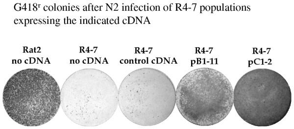 https://cdn.ncbi.nlm.nih.gov/pmc/blobs/a695/524375/9bfb9c2ab38e/1742-4690-1-30-2.jpg