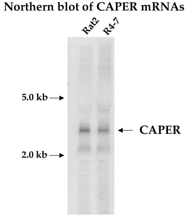 https://cdn.ncbi.nlm.nih.gov/pmc/blobs/a695/524375/a58e6461f98f/1742-4690-1-30-6.jpg