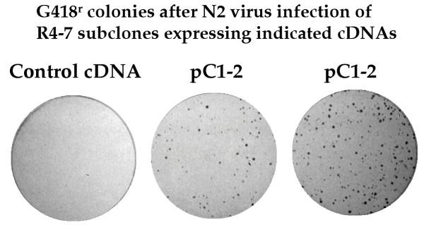 https://cdn.ncbi.nlm.nih.gov/pmc/blobs/a695/524375/c97a7bb9400c/1742-4690-1-30-3.jpg