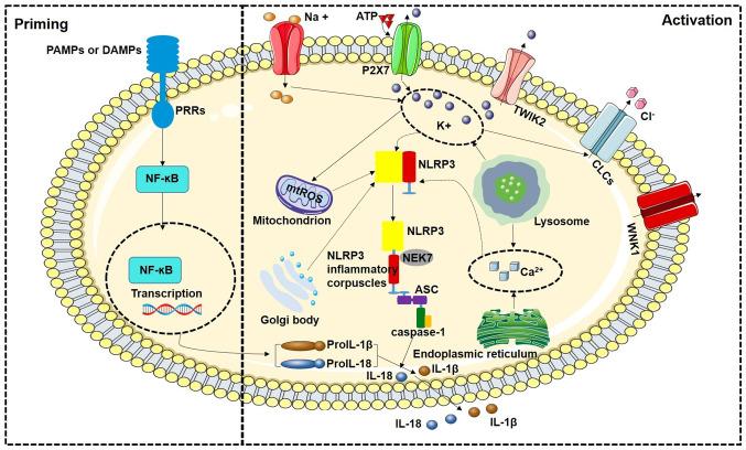https://cdn.ncbi.nlm.nih.gov/pmc/blobs/a696/11781521/02051bf23c63/ijmm-55-03-05489-g00.jpg