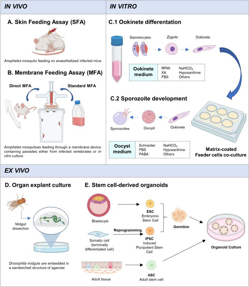 https://cdn.ncbi.nlm.nih.gov/pmc/blobs/a699/10253182/24856673516f/fcimb-13-1146030-g002.jpg