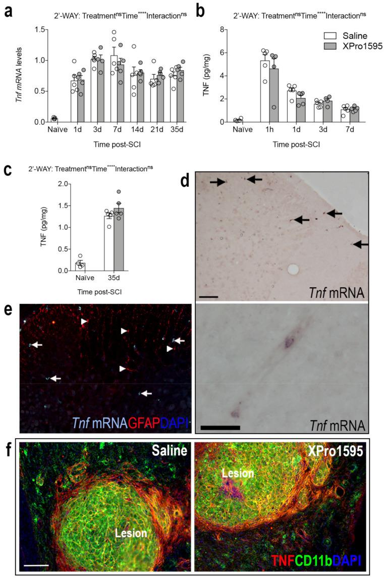 https://cdn.ncbi.nlm.nih.gov/pmc/blobs/a69b/10295415/3dbb69704eb7/biology-12-00845-g002.jpg