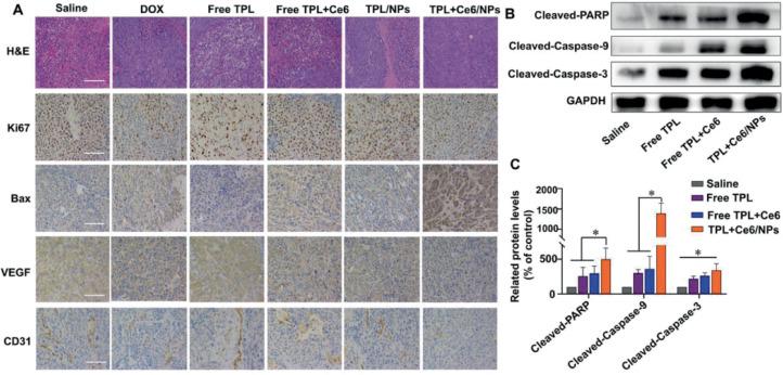 https://cdn.ncbi.nlm.nih.gov/pmc/blobs/a69b/9091603/23f01ca82c30/gr8.jpg