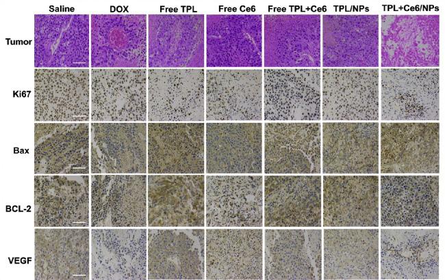https://cdn.ncbi.nlm.nih.gov/pmc/blobs/a69b/9091603/e514051daeb3/gr9.jpg