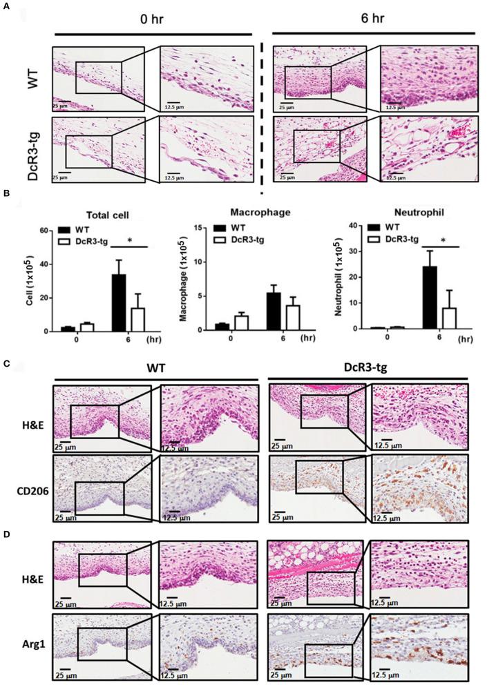 https://cdn.ncbi.nlm.nih.gov/pmc/blobs/a69d/7966727/830bfa77022a/fimmu-12-638676-g0008.jpg