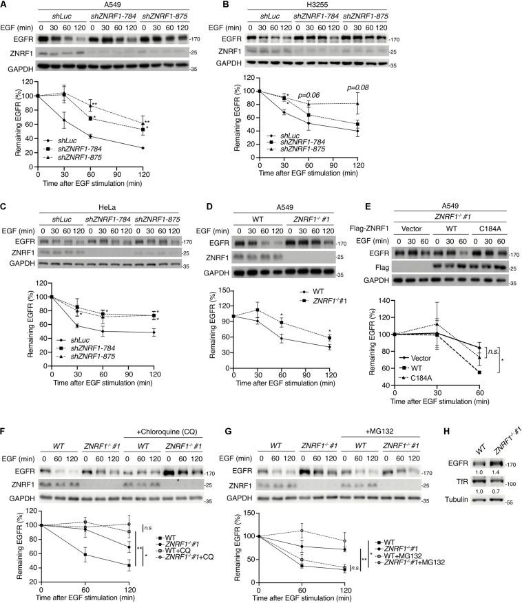 https://cdn.ncbi.nlm.nih.gov/pmc/blobs/a69d/8118649/78e7f28549fa/fcell-09-642625-g001.jpg