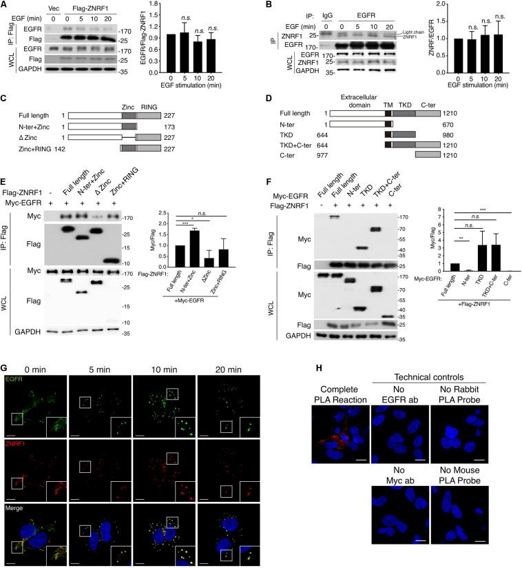 https://cdn.ncbi.nlm.nih.gov/pmc/blobs/a69d/8118649/7c3e46c900ed/fcell-09-642625-g004.jpg