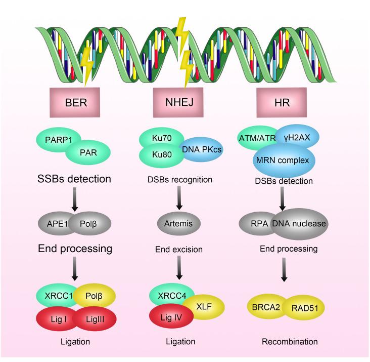 https://cdn.ncbi.nlm.nih.gov/pmc/blobs/a69e/11237312/7424dec538b5/fonc-14-1388750-g001.jpg