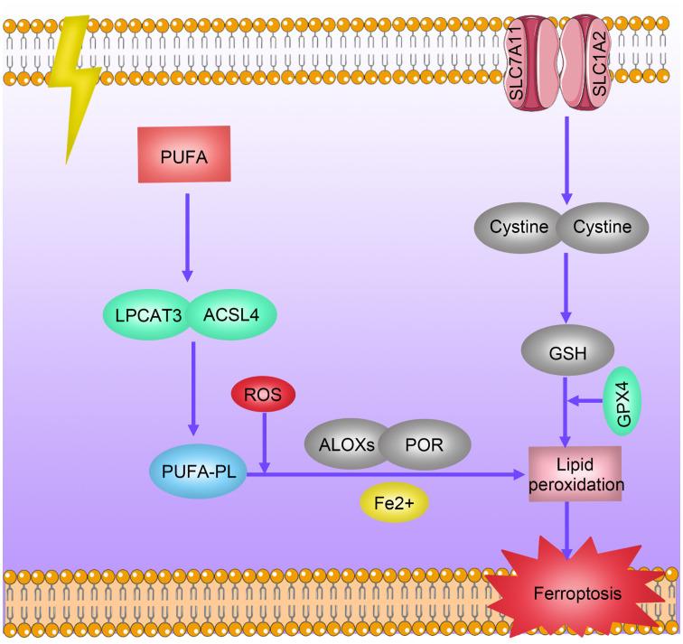 https://cdn.ncbi.nlm.nih.gov/pmc/blobs/a69e/11237312/7595e387b127/fonc-14-1388750-g005.jpg