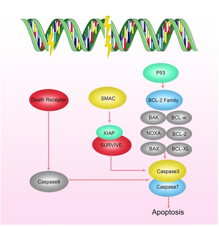 https://cdn.ncbi.nlm.nih.gov/pmc/blobs/a69e/11237312/bc4497ab98df/fonc-14-1388750-g003.jpg