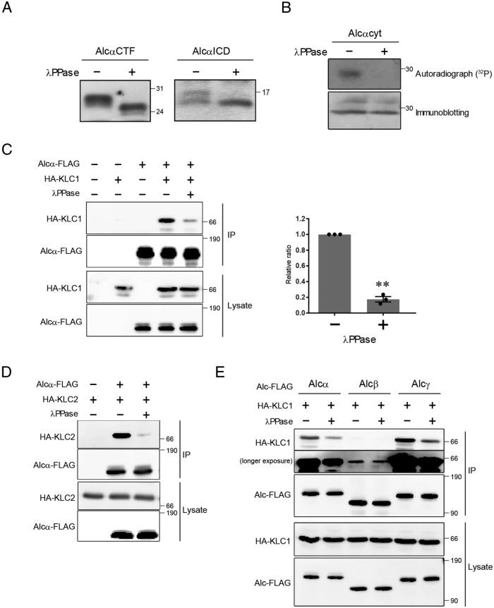 https://cdn.ncbi.nlm.nih.gov/pmc/blobs/a69f/5739299/099d689a9375/3844fig1.jpg