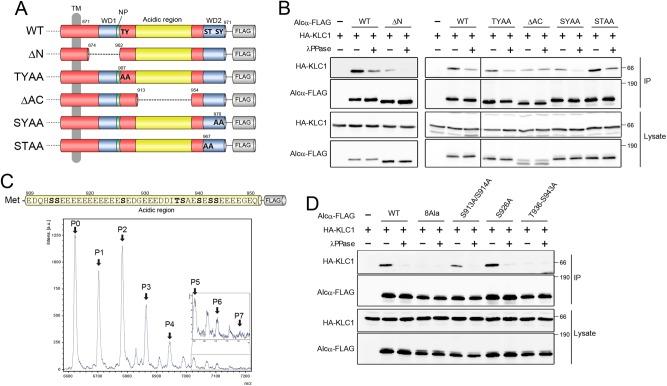 https://cdn.ncbi.nlm.nih.gov/pmc/blobs/a69f/5739299/0e5ce56fa30a/3844fig2.jpg