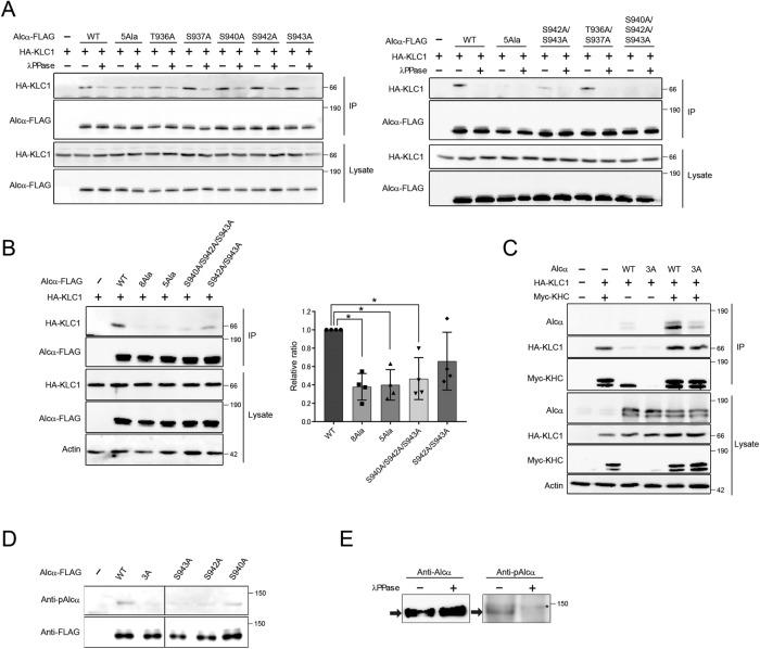 https://cdn.ncbi.nlm.nih.gov/pmc/blobs/a69f/5739299/4fb25cd4db0e/3844fig3.jpg