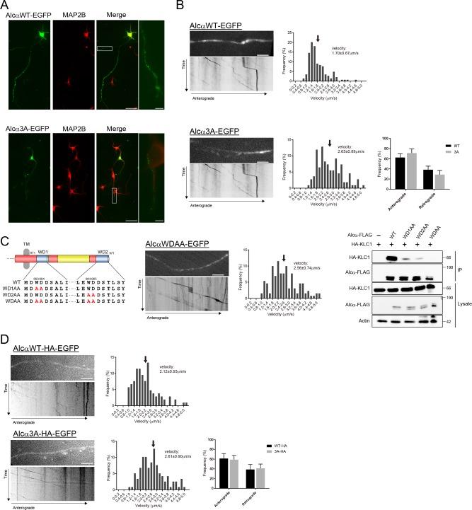 https://cdn.ncbi.nlm.nih.gov/pmc/blobs/a69f/5739299/6ab7d6900340/3844fig4.jpg